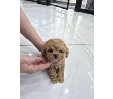 토이푸들 분양합니다